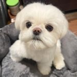 BaoBao