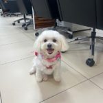 Mochi