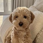 Marley