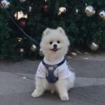 Tuotuo
