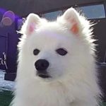 Miska