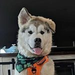Chinook