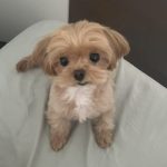 Paopao