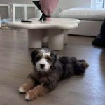Cooper