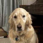 Goldilocks